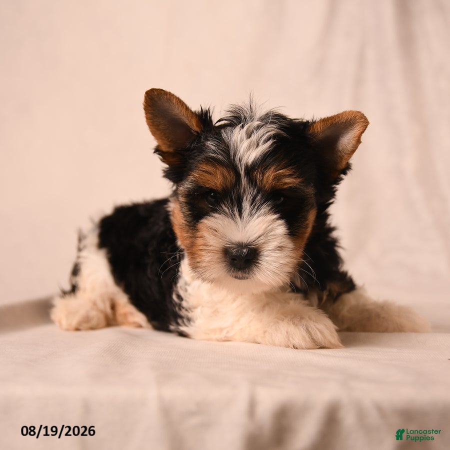 Biewer Terrier dogs Claire - Ad 2