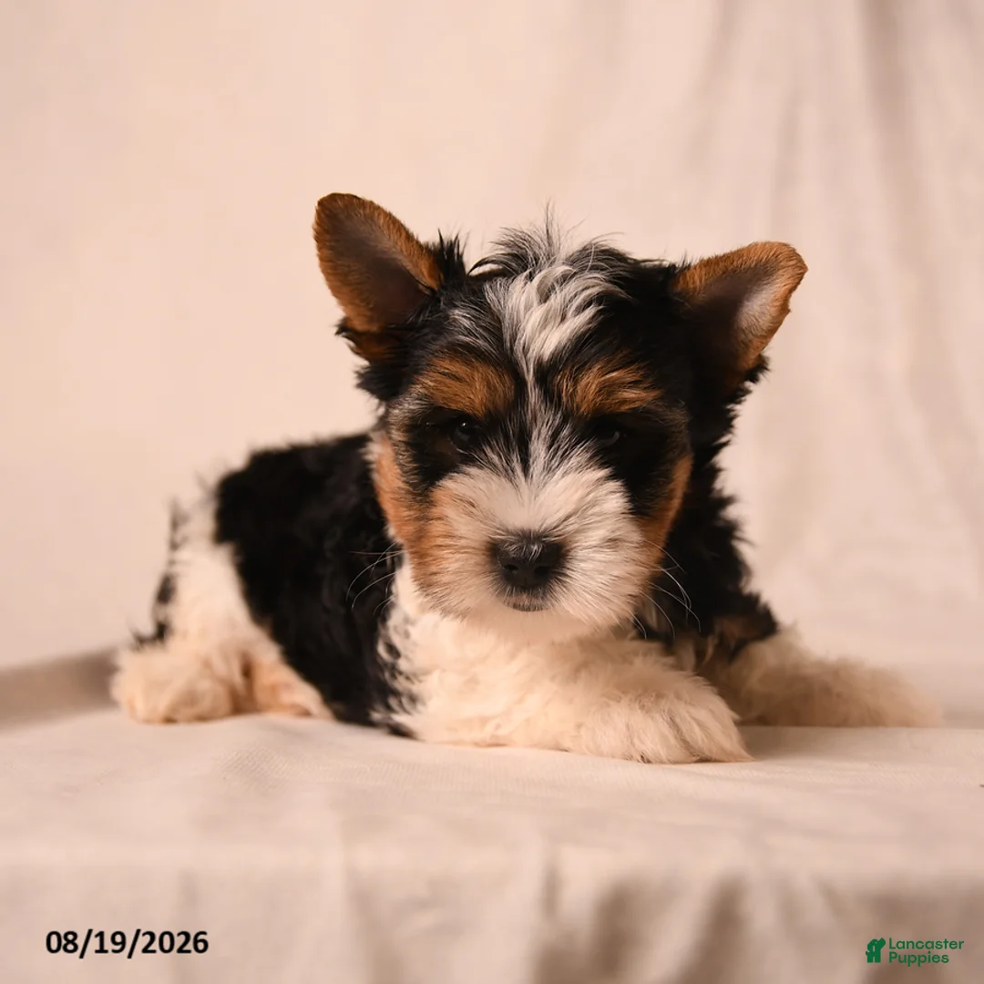 Biewer Terrier dogs for sale: Claire - Ad 2