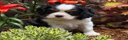 Cavalier King Charles Spaniel dogs for sale: Phlox - Ad 3