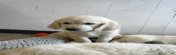 Golden Retriever dogs for sale: Marshmallow Cream - Ad 4