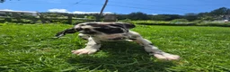 Great Dane dogs for sale: Moxie - Ad 5