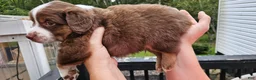 Miniature Australian Shepherd dogs for sale: Miniature Australian Shepherd 4 - Ad 2