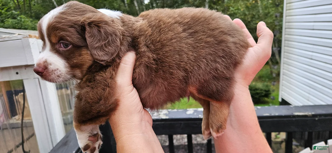 Miniature Australian Shepherd dogs for sale: Miniature Australian Shepherd 4 - Ad 2