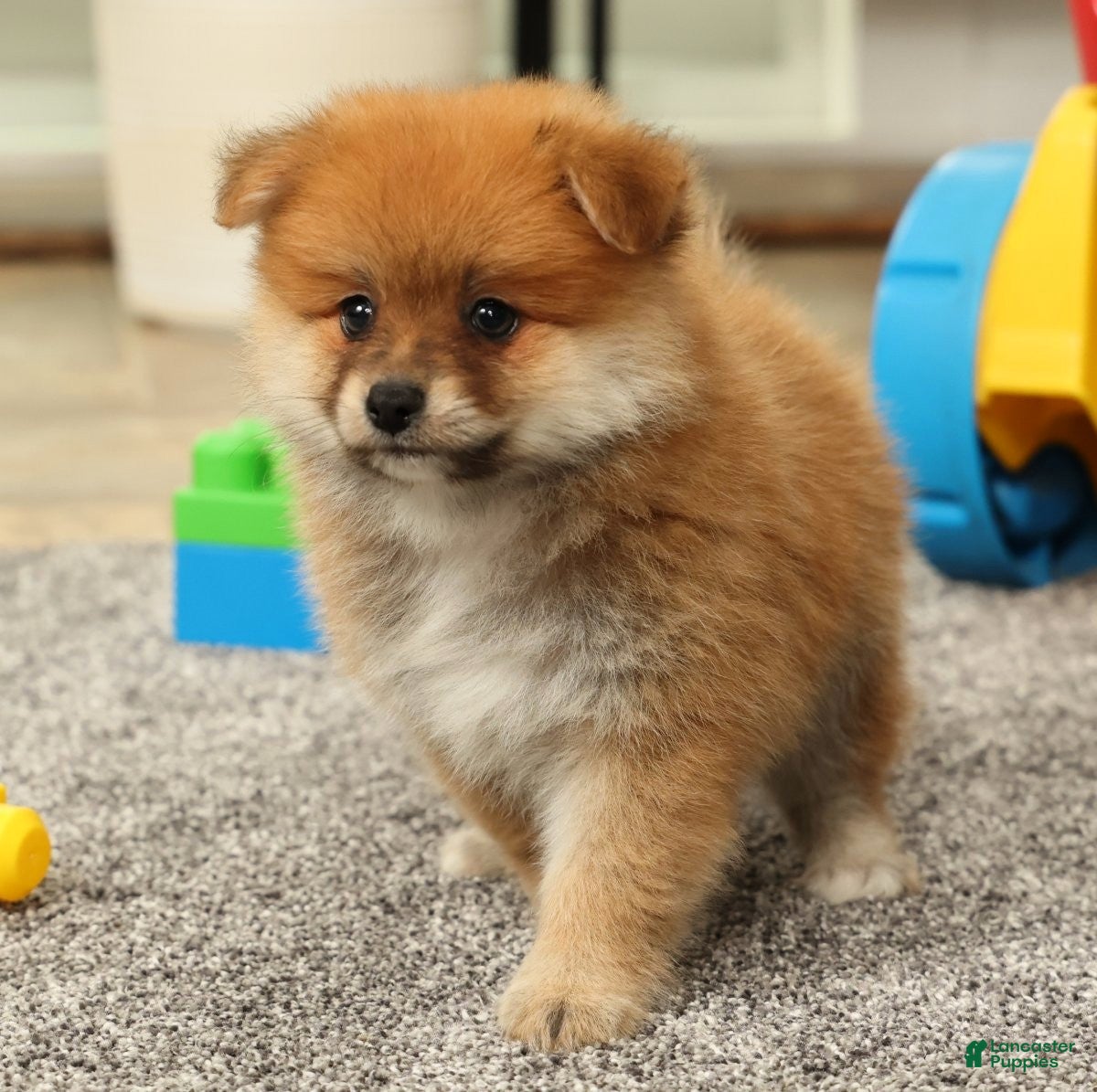 Pomeranian dogs Moe - Ad 2