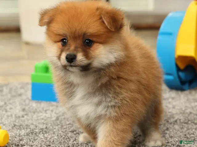 Pomeranian dogs Moe - Ad 1