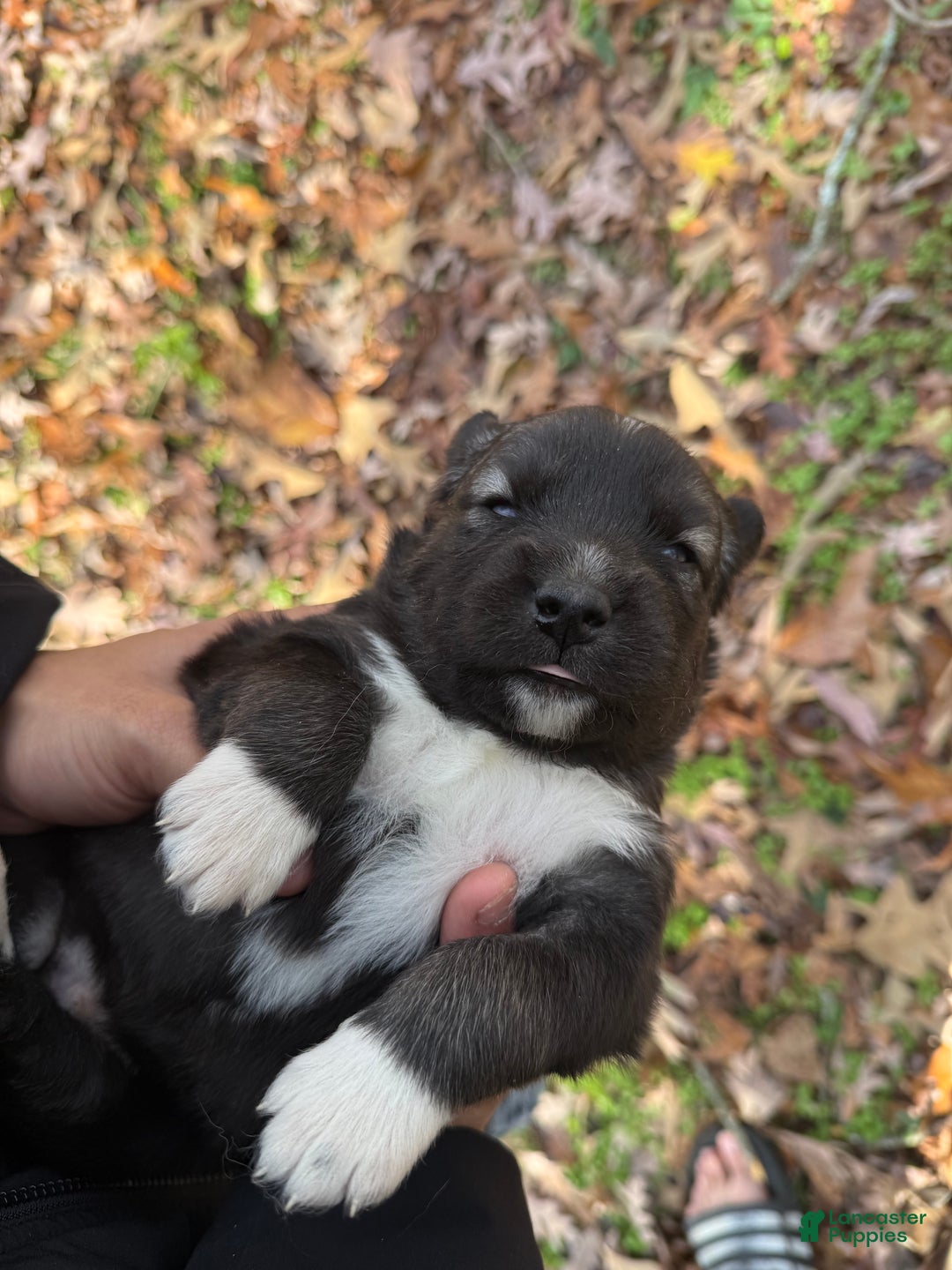 Siberian Husky dogs for sale: Dark - Ad 10