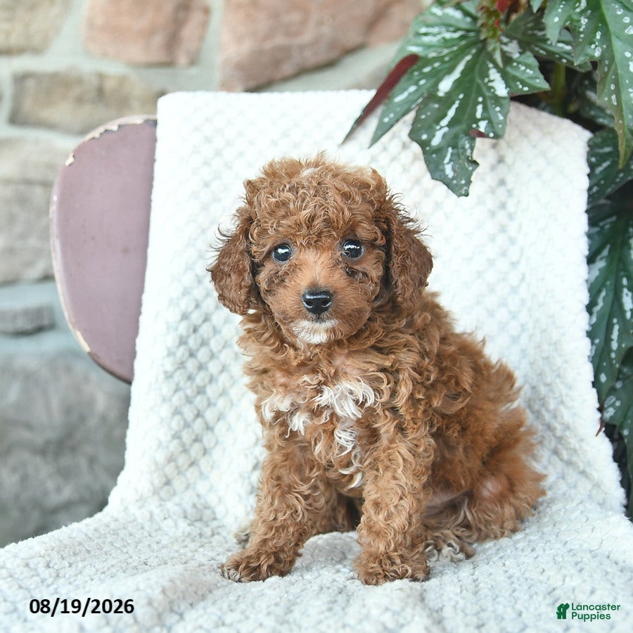 Toy Poodle dogs for sale: Lincoln  - Ad 1
