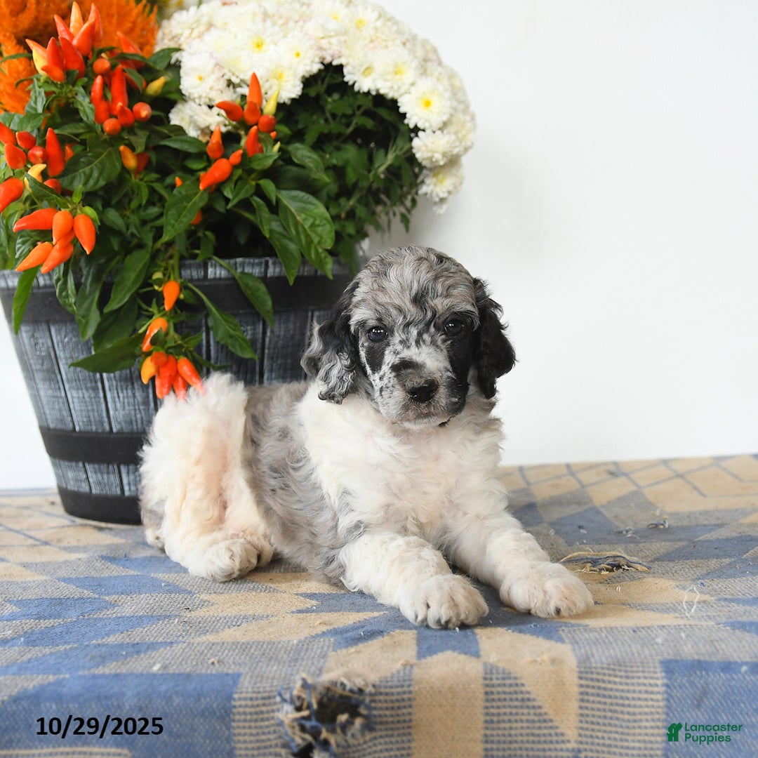 Standard Poodle dogs for sale: Trooper - Ad 4