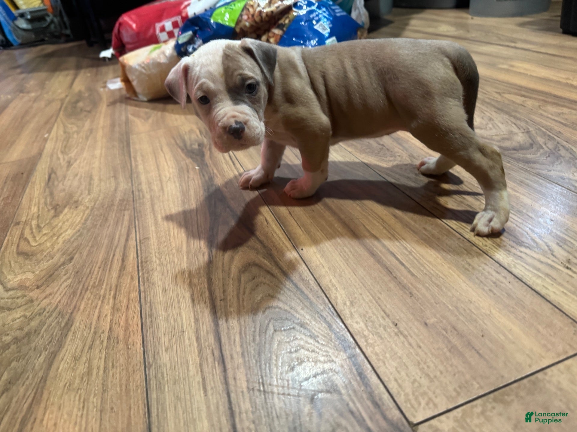 American Bully dogs American Bully 6 - Ad 2