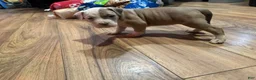 American Bully dogs for sale: American Bully 6 - Ad 2