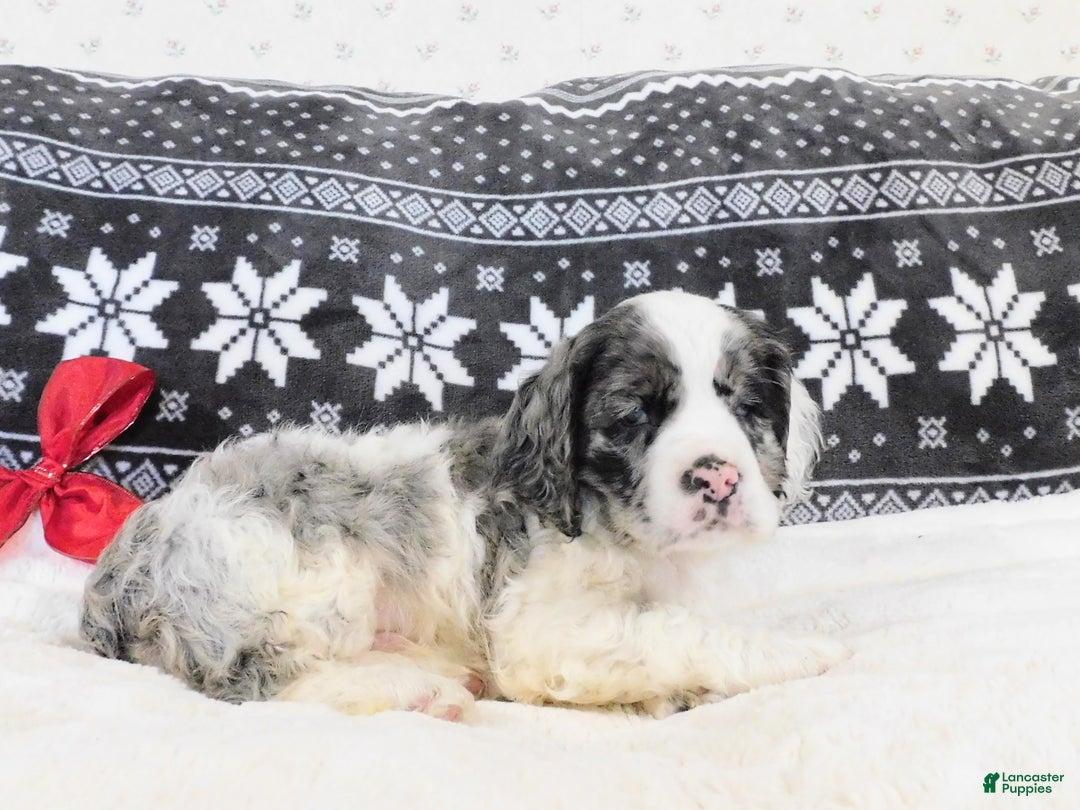 Cocker Spaniel dogs for sale: Cookies-n-Creme - Ad 5