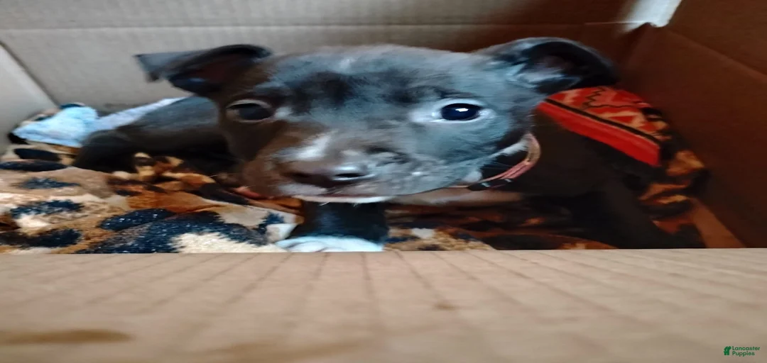 Gallery Image {{count}}