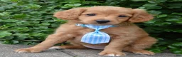 Mini Goldendoodle dogs for sale: Mini Gordon - Ad 1