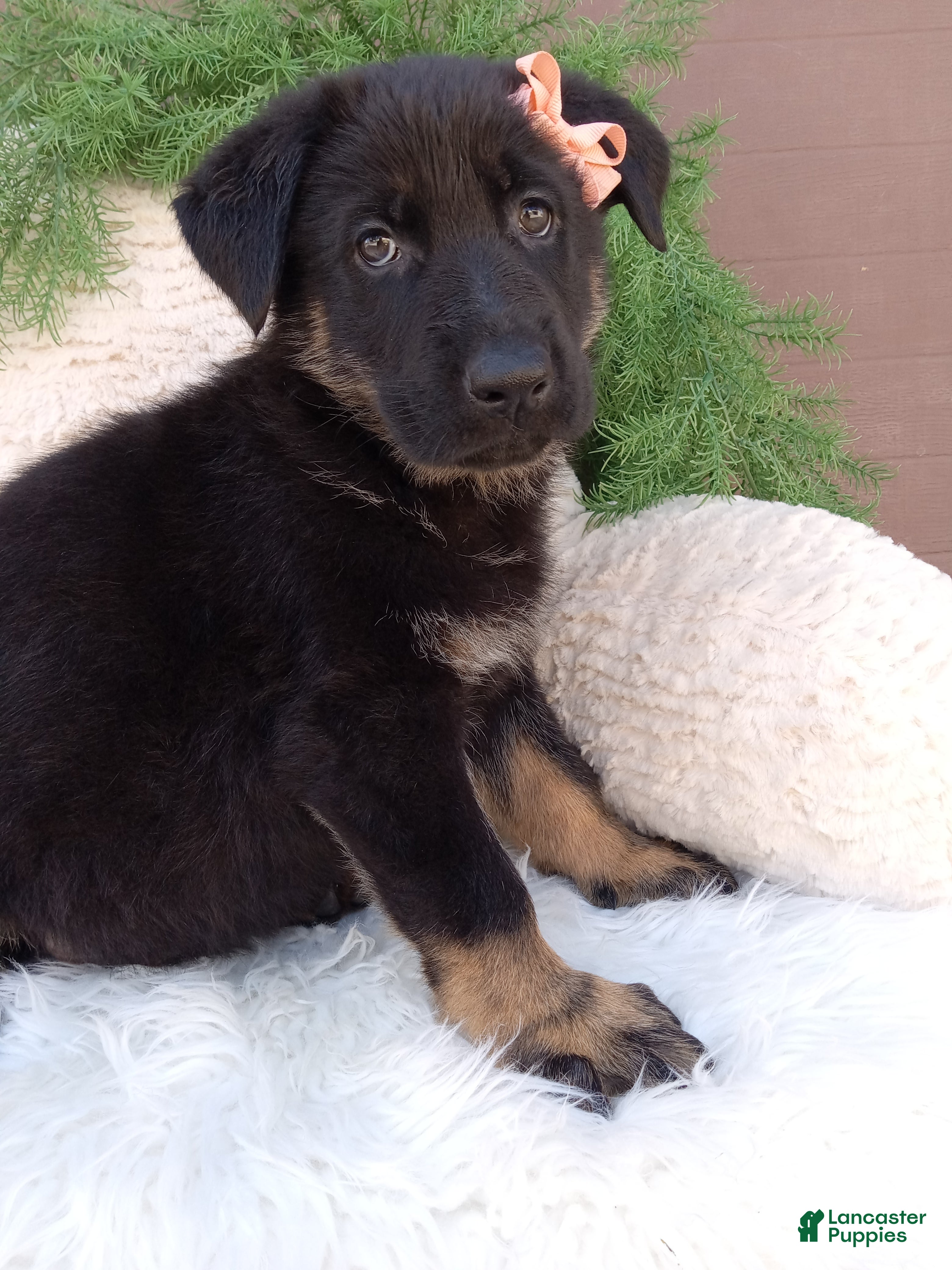 German Shepherd dogs Clover - Ad 2