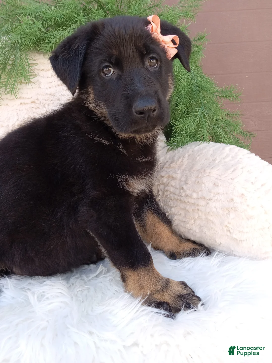 German Shepherd dogs for sale: Clover - Ad 2