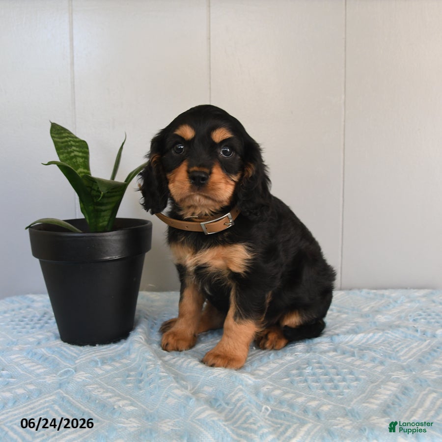 Cavalier King Charles Spaniel dogs Sunray - Ad 2