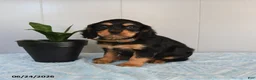 Cavalier King Charles Spaniel dogs for sale: Sunray - Ad 2