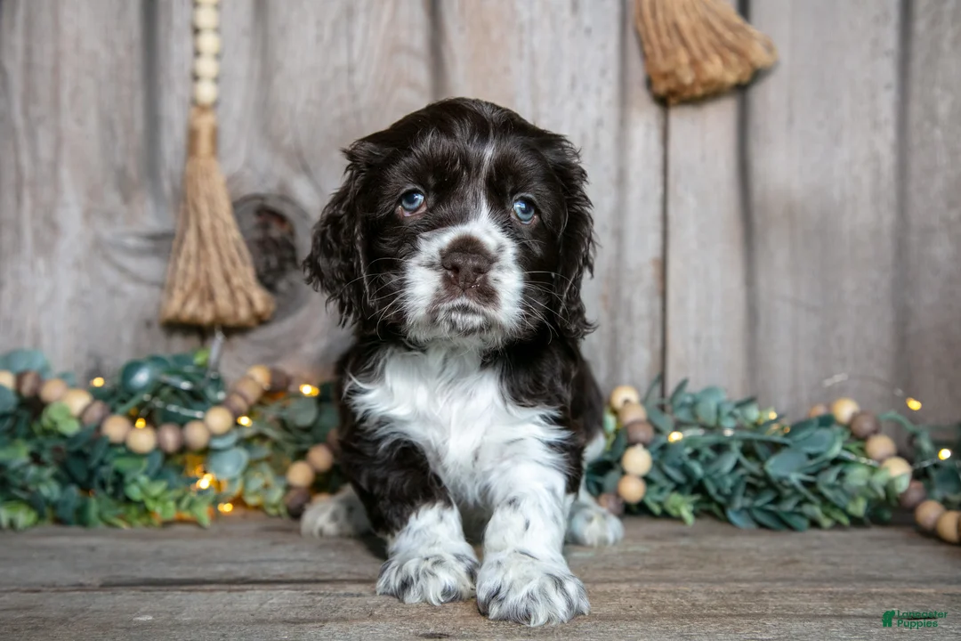 Cocker Spaniel dogs for sale: Cassie - Ad 2