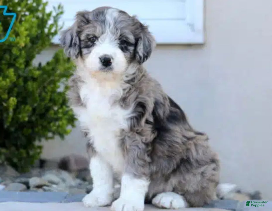 Aussiedoodle dogs Chloe - Ad 17