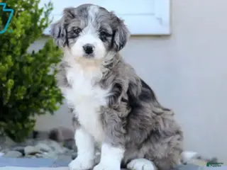 Aussiedoodle dogs Chloe - Ad 17