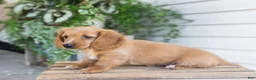 Dachshund dogs for sale: Harvey - Ad 4