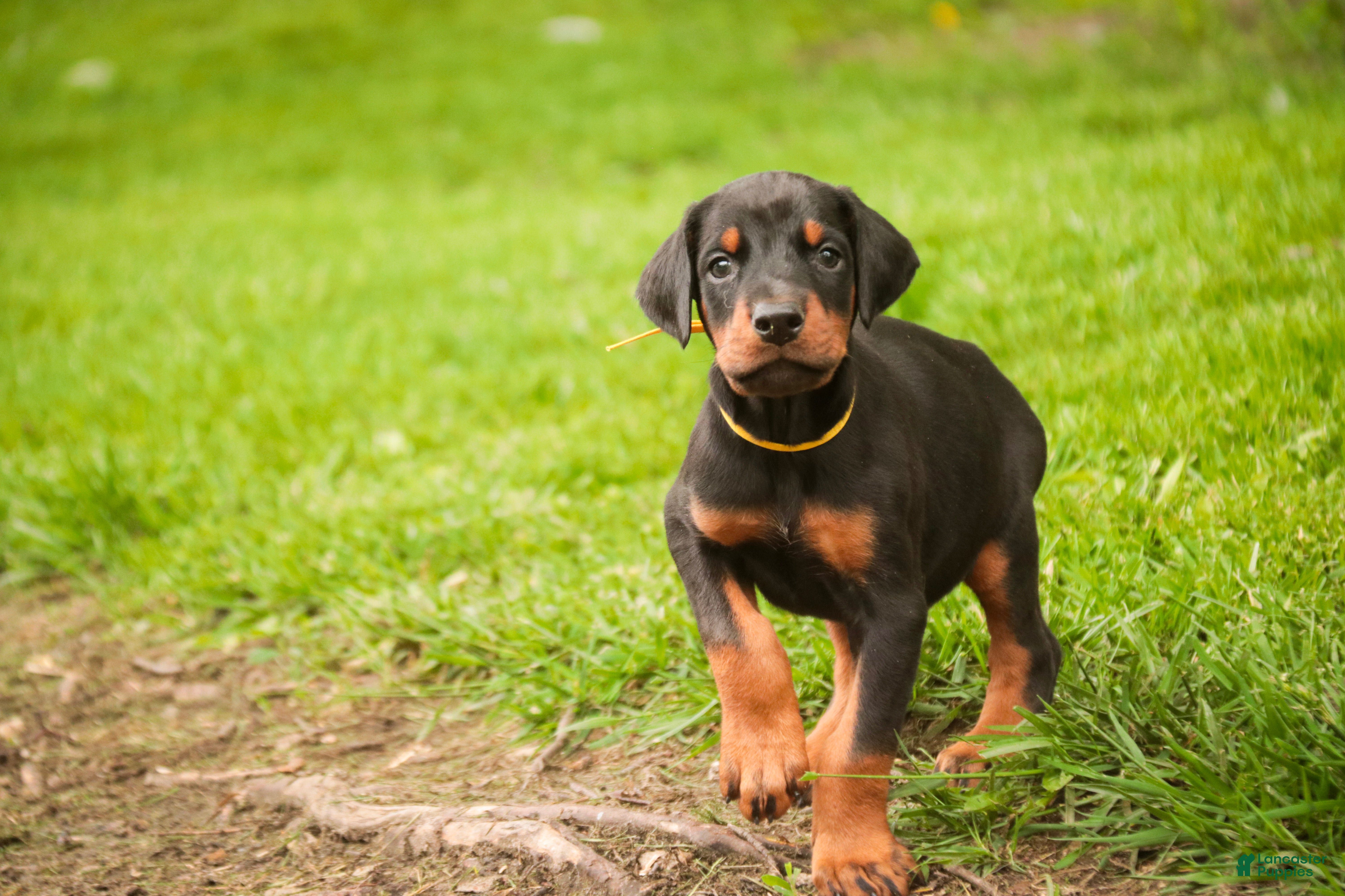 Doberman Pinscher dogs for sale: Leopold - Ad 8