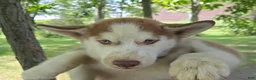 Siberian Husky dogs for sale: Valerie  - Ad 3