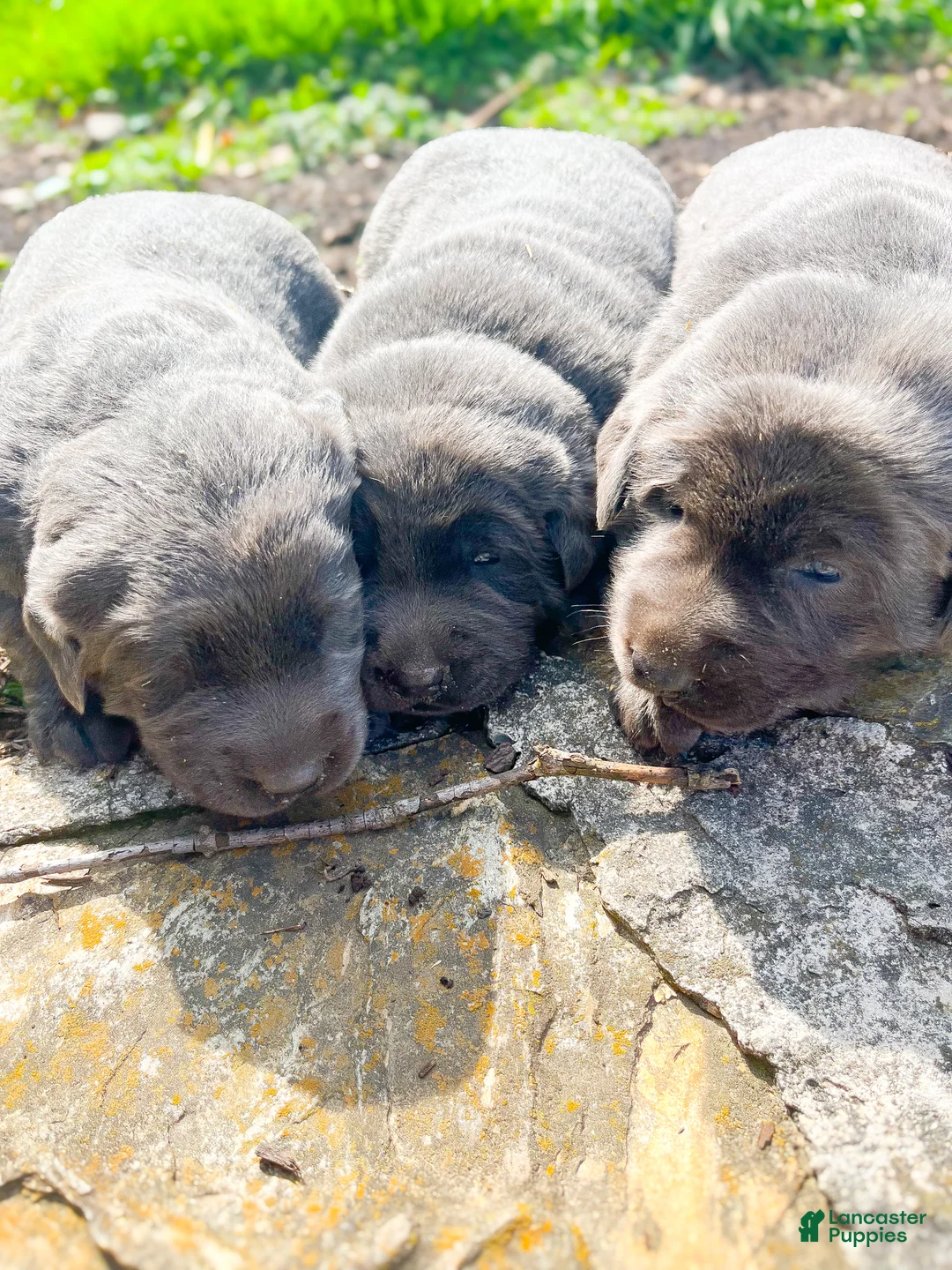 Labrador Retriever dogs for sale: Piper - Ad 2