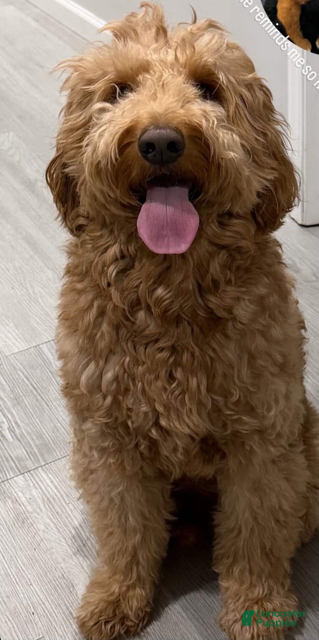 Goldendoodle dogs for sale: Goldendoodle Puppy 4 - Ad 10