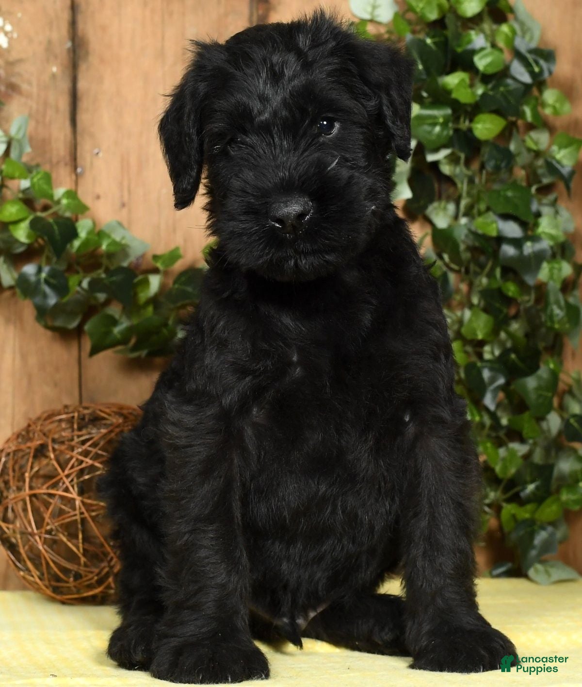 Giant Schnauzer Puppies for sale Lancaster Puppies