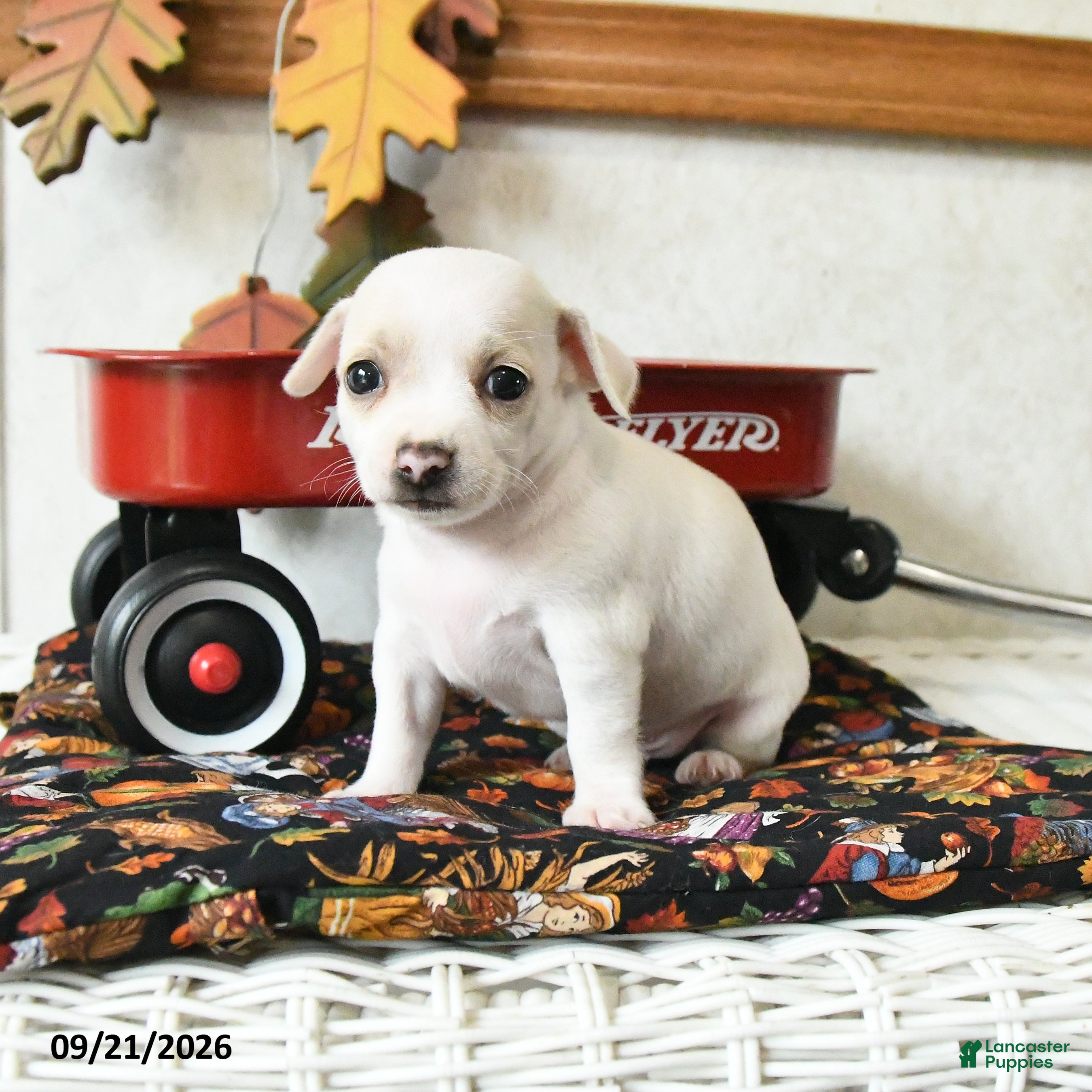 Chihuahua dogs Sailor - Ad 2