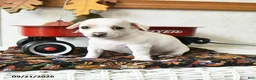 Chihuahua dogs for sale: Sailor - Ad 2