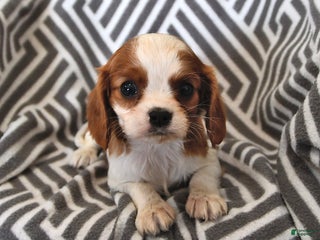 Cavalier King Charles Spaniel dogs Patch - Ad 1