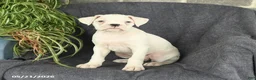 Boxer dogs for sale: Flora   - Ad 2
