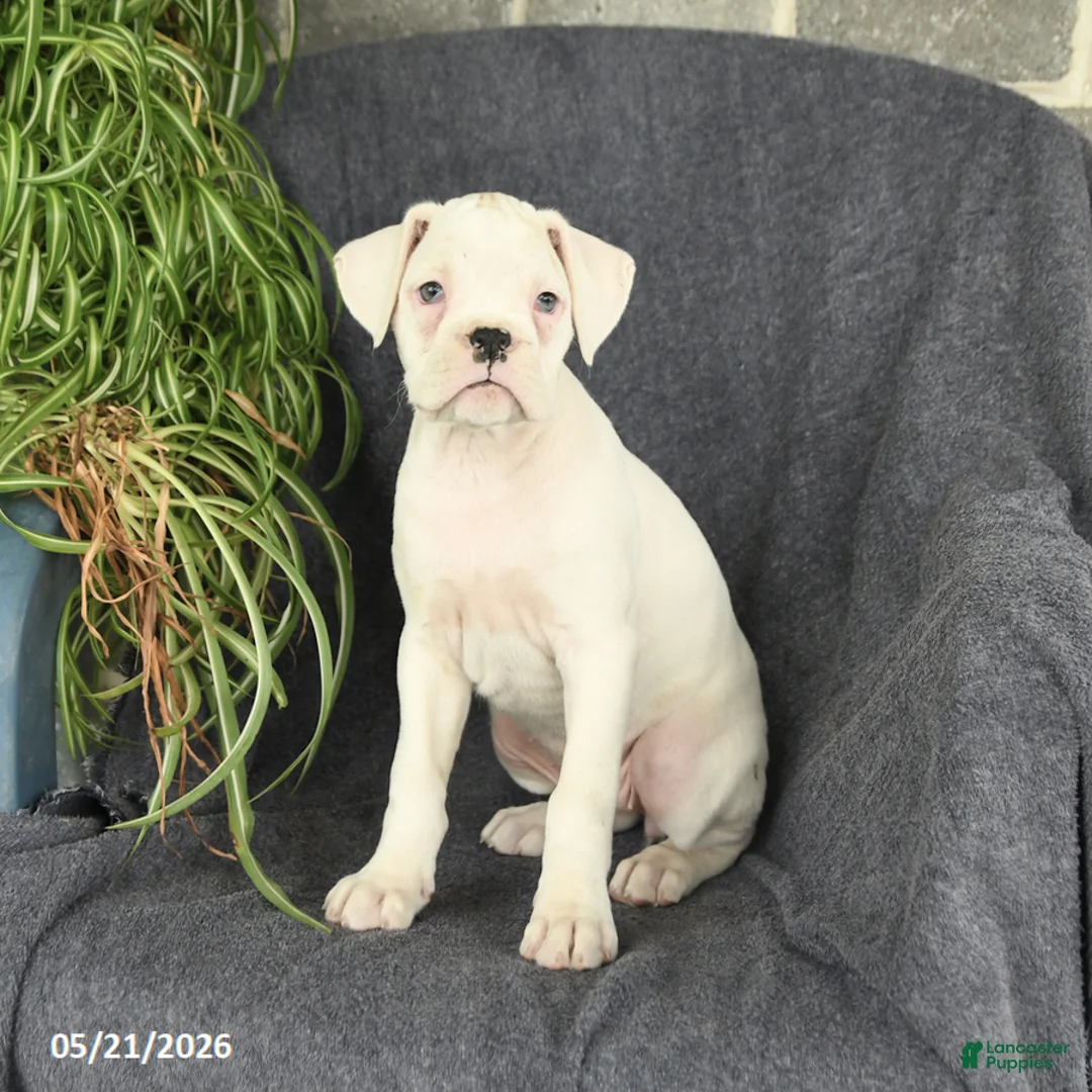 Boxer dogs for sale: Flora   - Ad 2