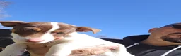 Jack Russell Terrier dogs for sale: Jack Russell Terrier Puppy 4 - Ad 8