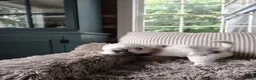 Australian Shepherd dogs for sale: Mash/male Australian Shepherd  - Ad 2