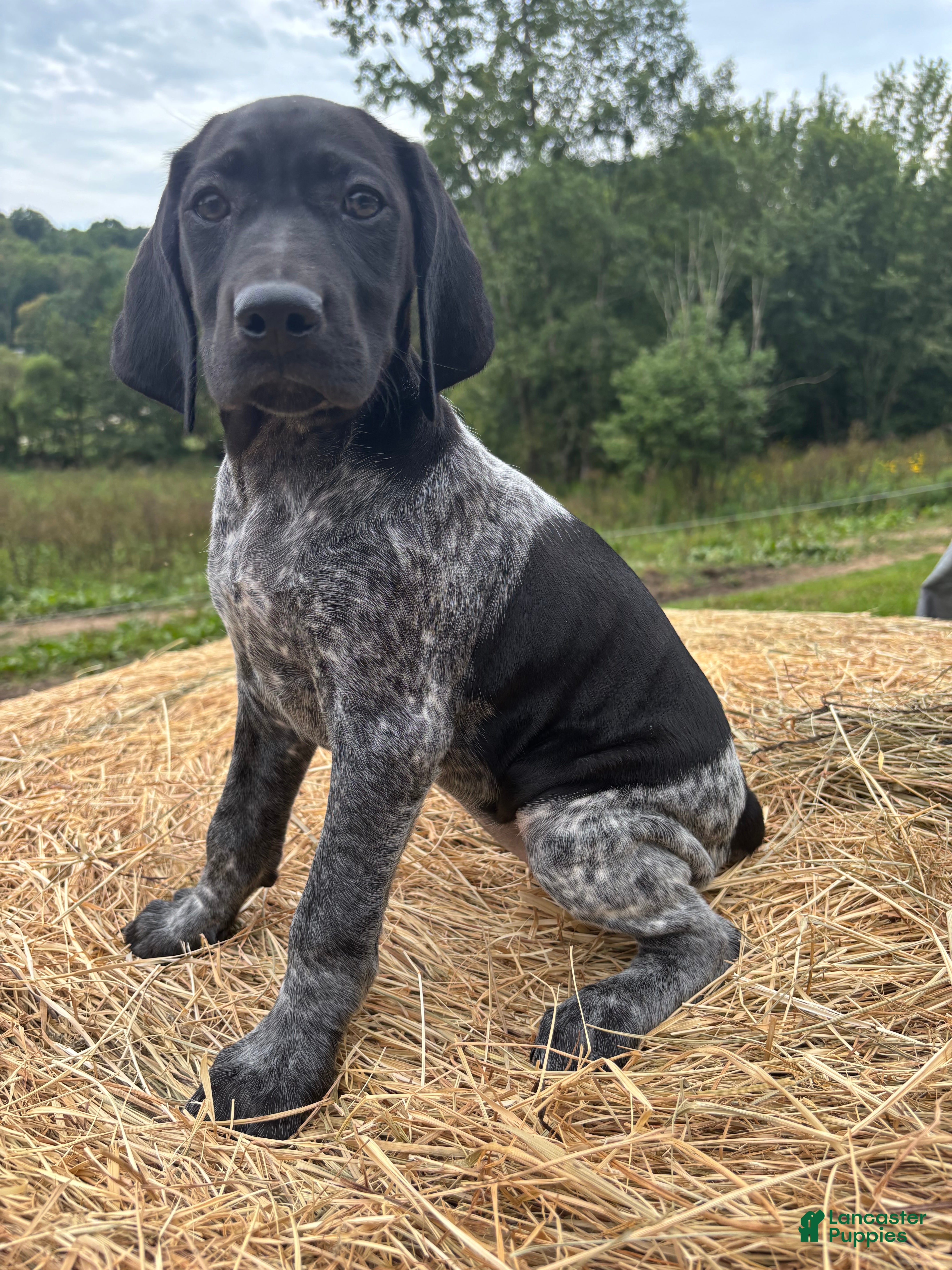 German Shorthaired Pointer dogs German Shorthaired Pointer 2 - Ad 39