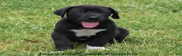 Great Dane dogs for sale: Max - Ad 7