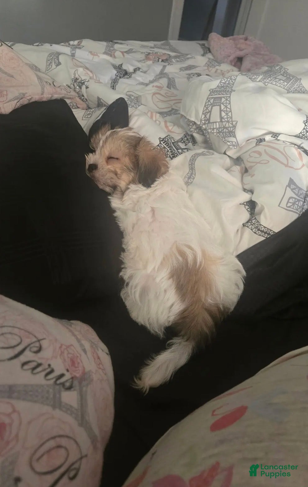Malshi dogs Malshi Puppy 1 - Ad 3