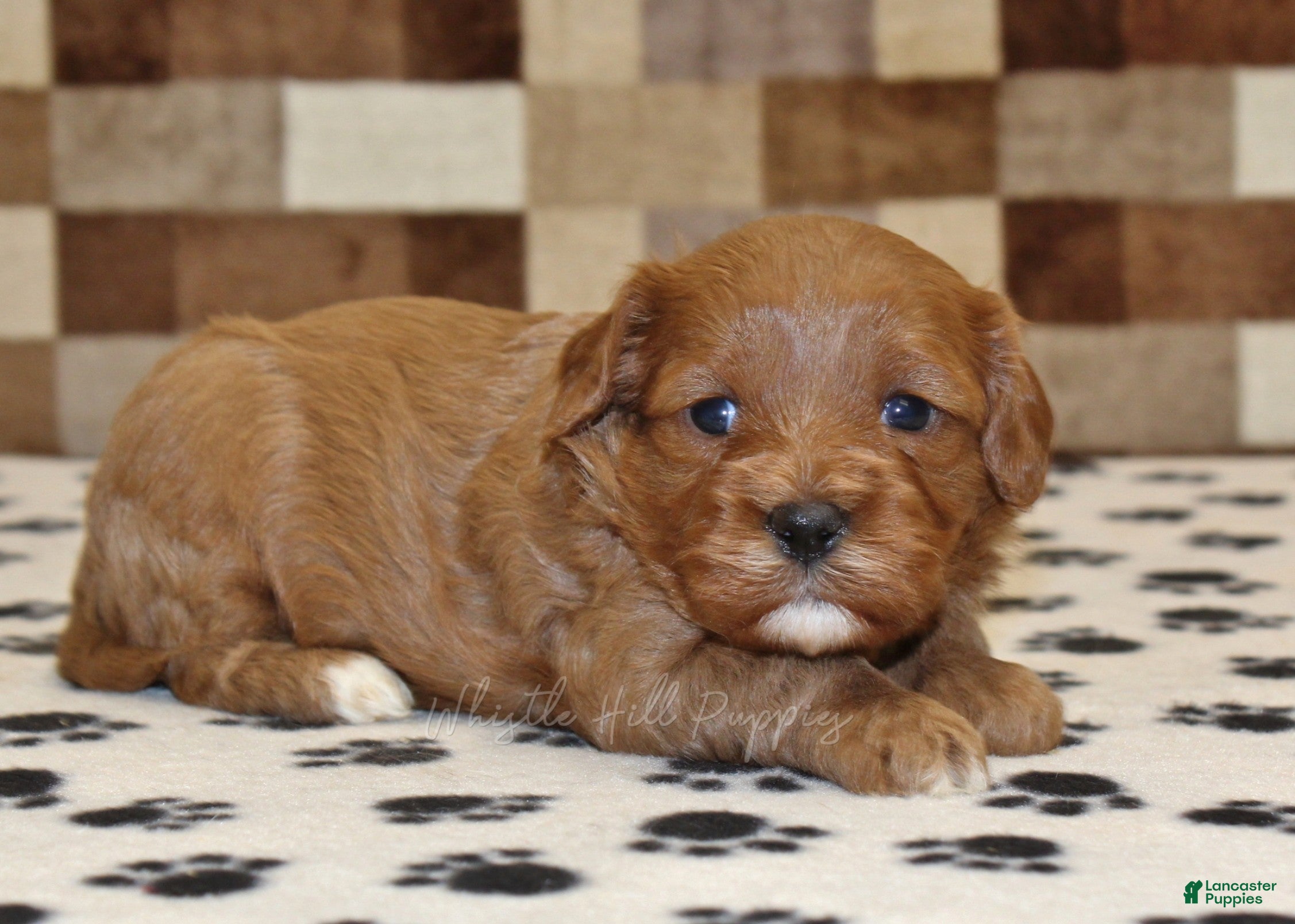 Cavapoo dogs Grace - Ad 1