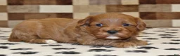 Cavapoo dogs for sale: Grace - Ad 1
