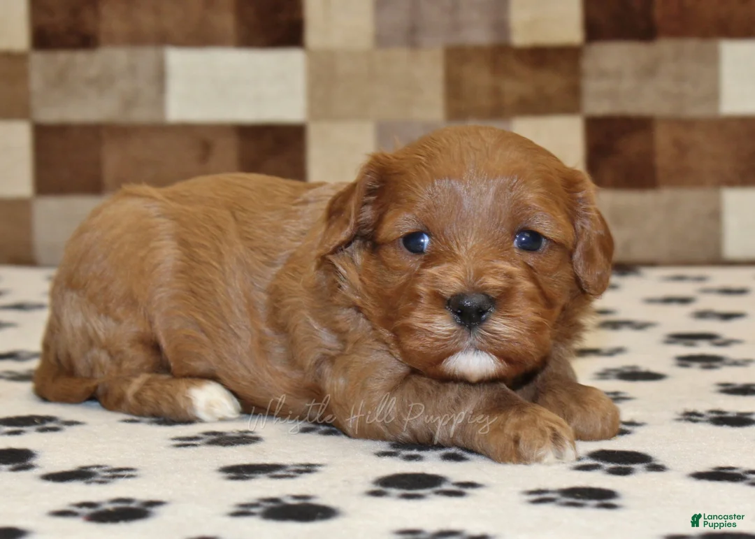 Cavapoo dogs for sale: Grace - Ad 1
