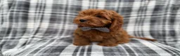 Cavapoo dogs for sale: Doodle - Ad 6