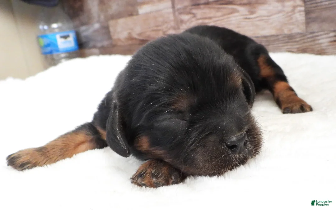 Cavalier King Charles Spaniel dogs for sale: Cavalier King Charles Spaniel Puppy 1 - Ad 2