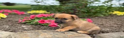 Mixed Breed dogs for sale: Challenger - Ad 2