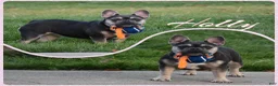 French Bulldog dogs for sale: Tenson - Ad 5