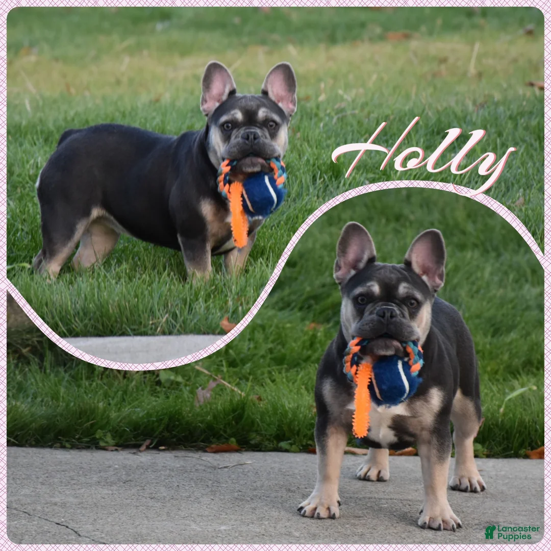 French Bulldog dogs for sale: Tenson - Ad 5