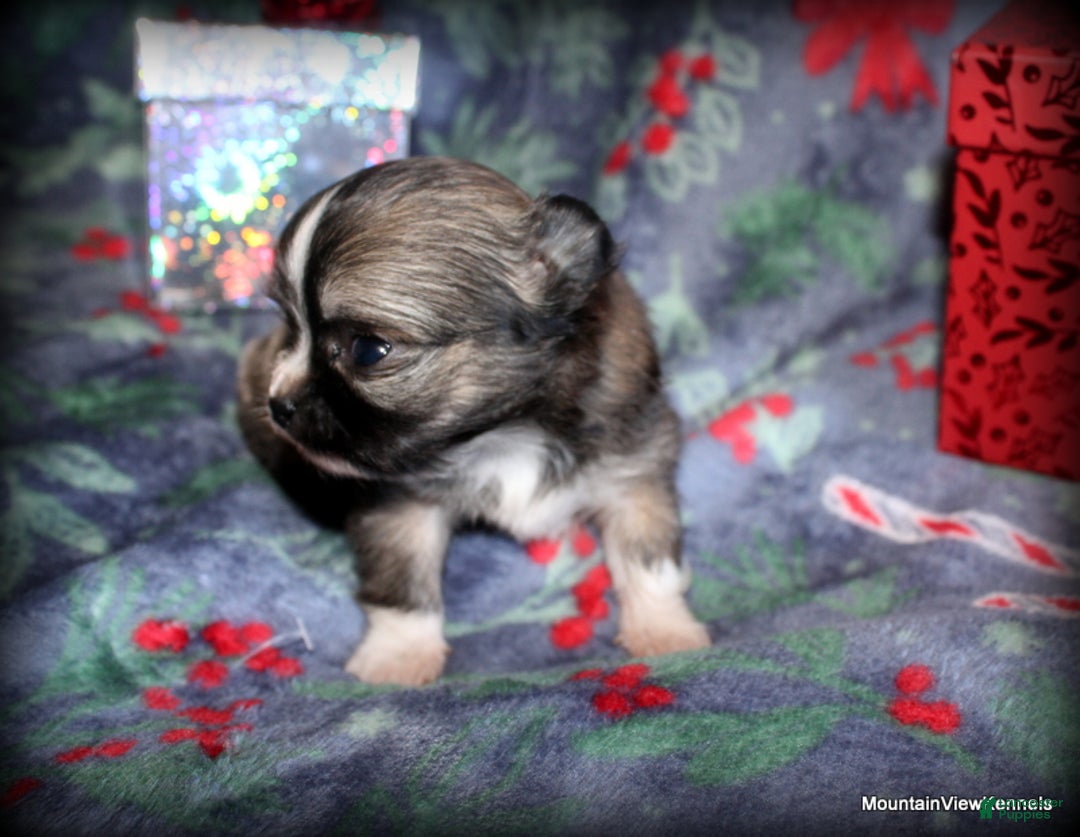 Chihuahua dogs for sale: Chihuahua Puppy 2 - Ad 2