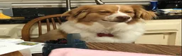Australian Shepherd dogs for sale: Buster Australian shepherd  - Ad 2